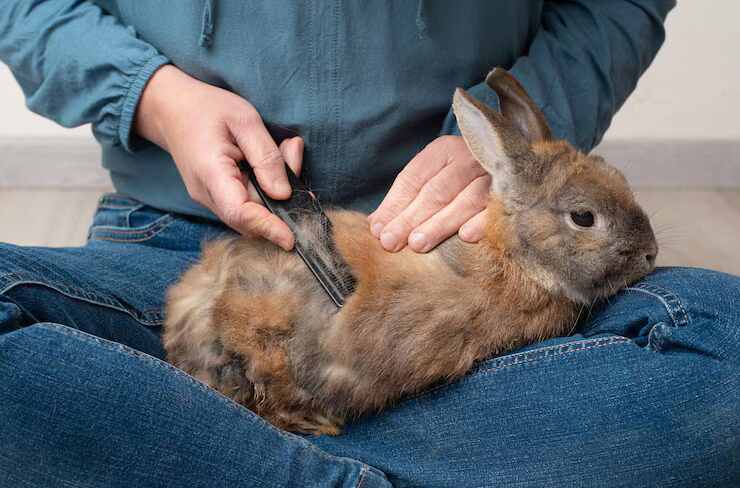 Small Pets Grooming in Bhubaneswar - Bhubaneswar