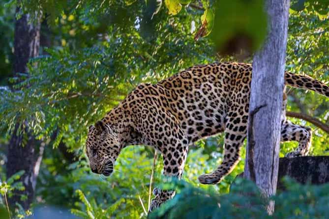 Why Choose Corbett Dhikala Tourism for the Best Corbett Dhikala Tour in Jim Corbett National Park? - Dehradun
