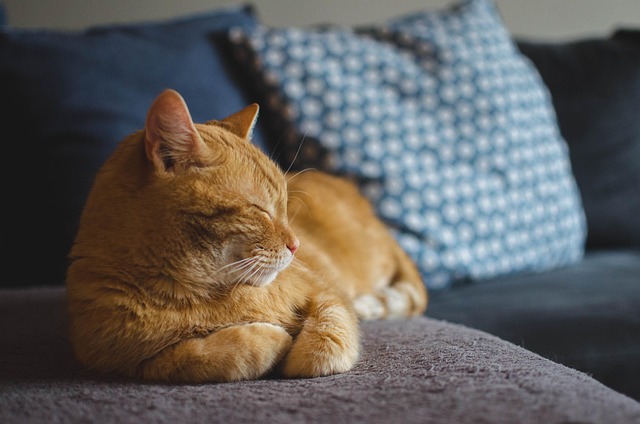 Cat Grooming in Ahmedabad - Ahmedabad