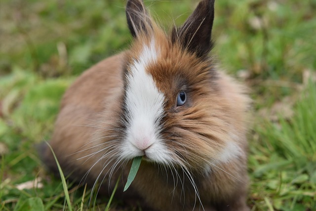 Small Pets Grooming in Noida - Noida