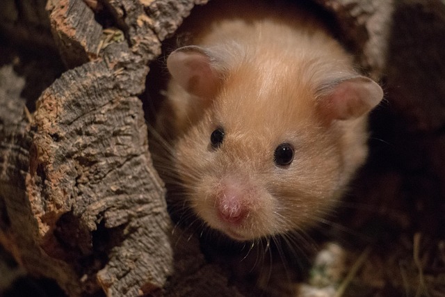 Small Pets Grooming in Chennai - Chennai