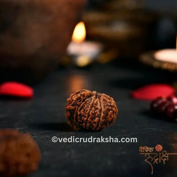 Buy Natural Rudraksha Beads Online Authentic Spiritual Treasures - Dehradun