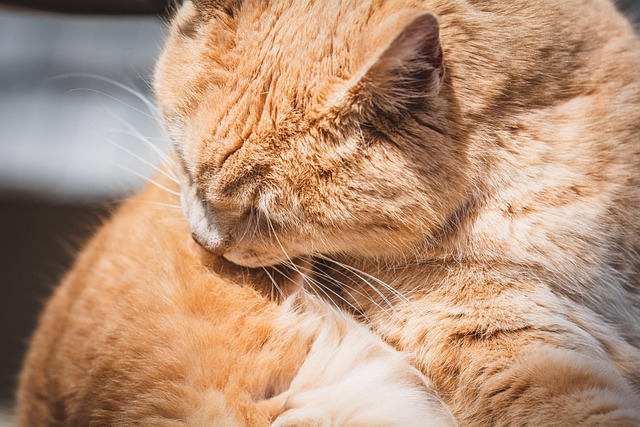 Cat Grooming in Jaipur - Jaipur