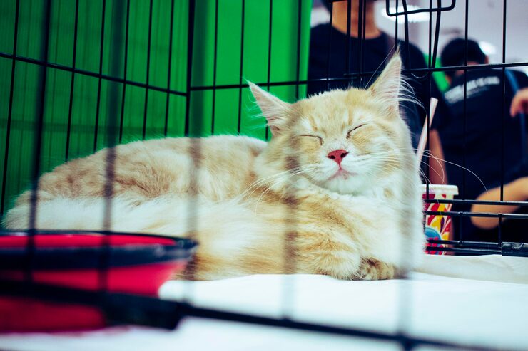 Cat Hostel in Lucknow - Lucknow