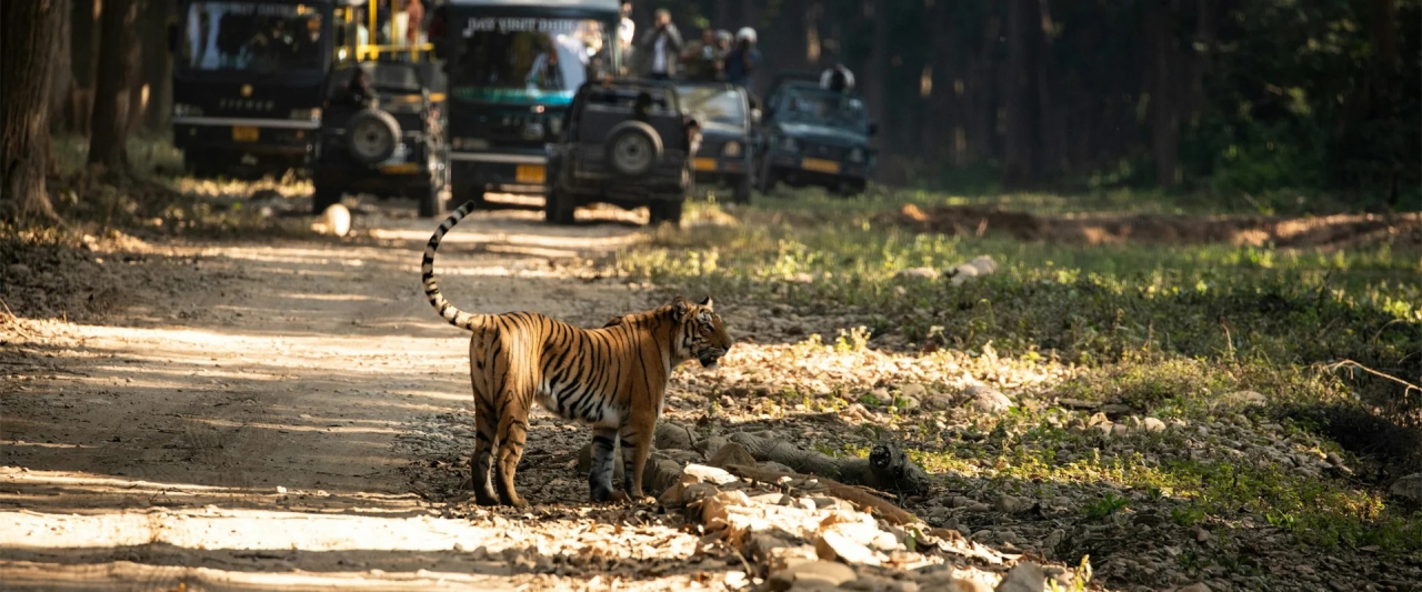 A Journey Into the Wild My Experience at Corbett National Park - Dehradun
