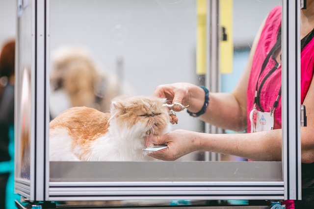 Cat Grooming in Kolkata - Kolkata