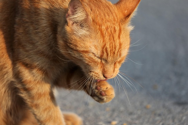 Cat Grooming in Pune - Pune