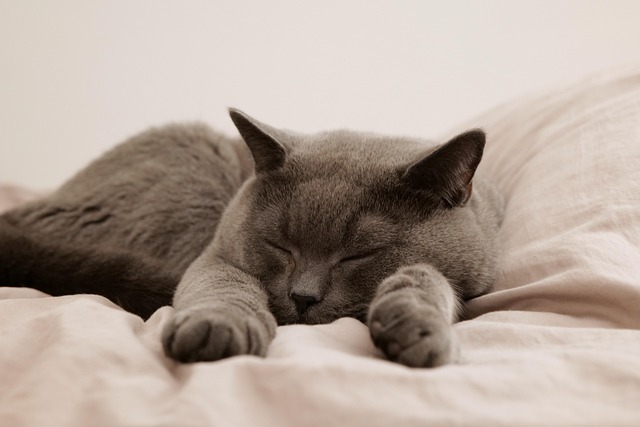 Cat Hostel in Mumbai - Mumbai