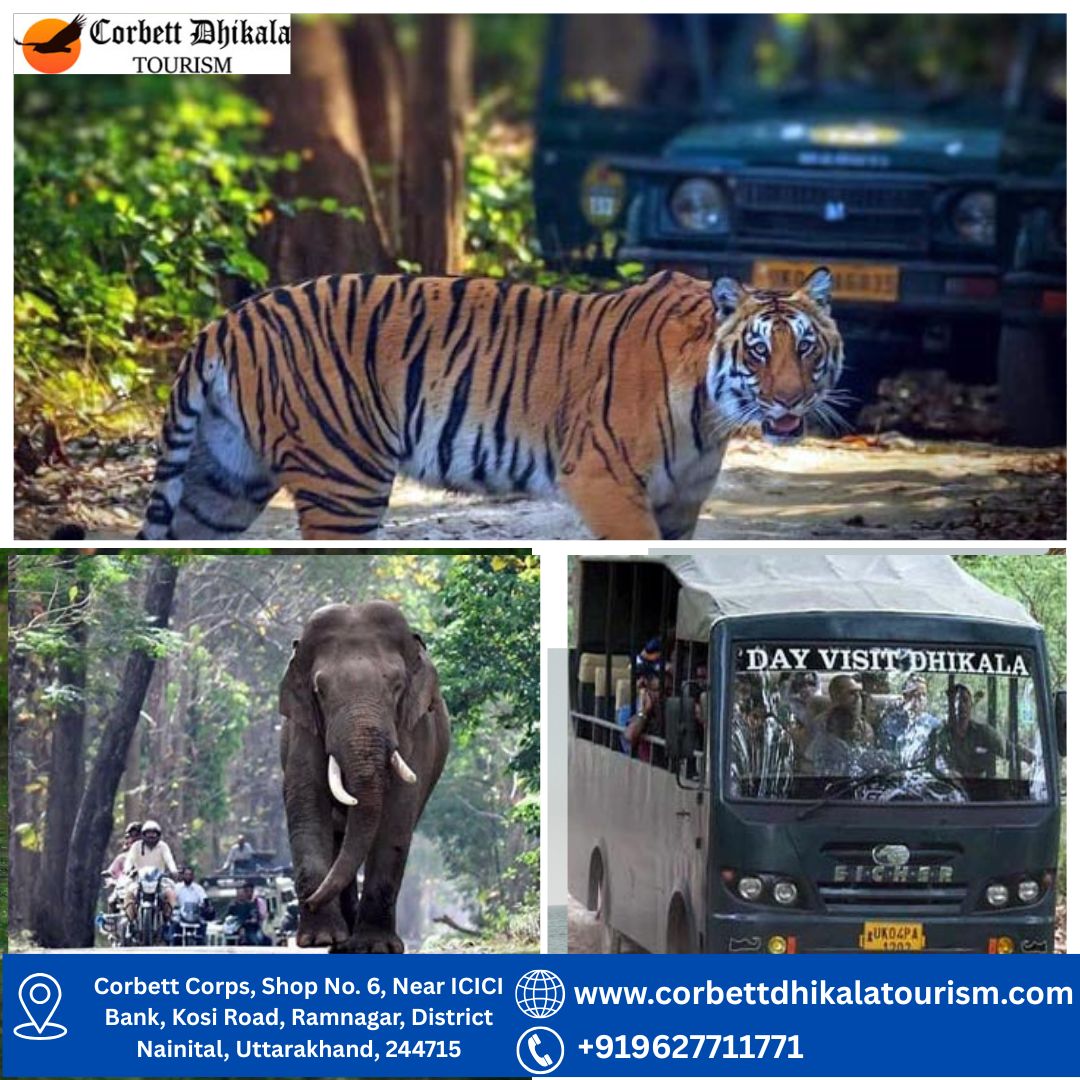 Why is Corbett Dhikala Tourism the Most Popular Choice for Wildlife Lovers? - Dehradun