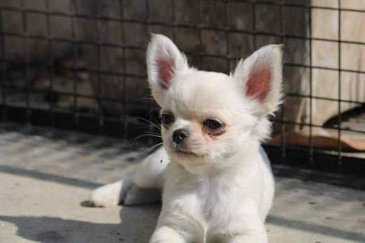  Chihuahua Puppies For Sale In Delh - Delhi