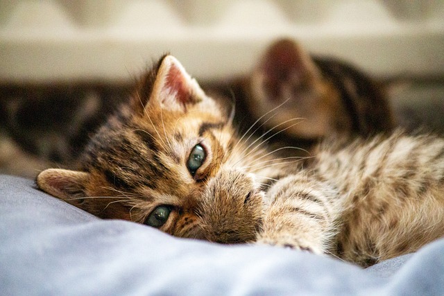 Cat Hostel in Pune - Pune