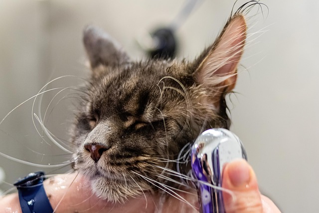 Cat Grooming in Noida - Noida