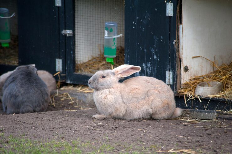 Small Pets Hostel In Amritsar - Amritsar