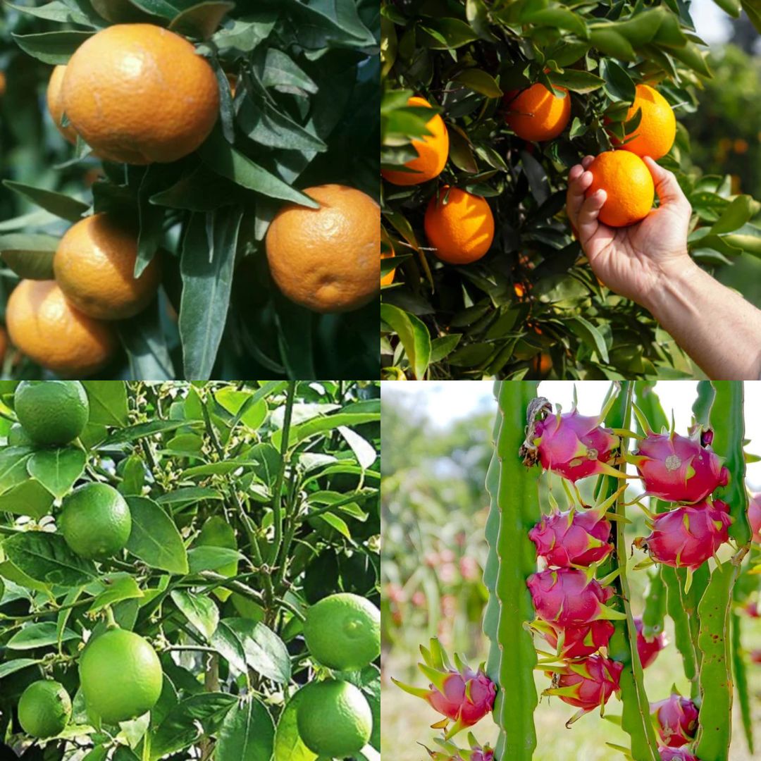 Shop Tissue Culture Plants Online | Celgen Biotech - Bhopal
