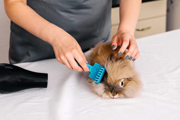 Small Pets Grooming in Faridabad - Faridabad