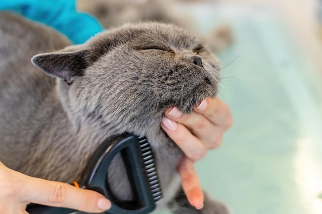 Cat Grooming in Mumbai - Mumbai