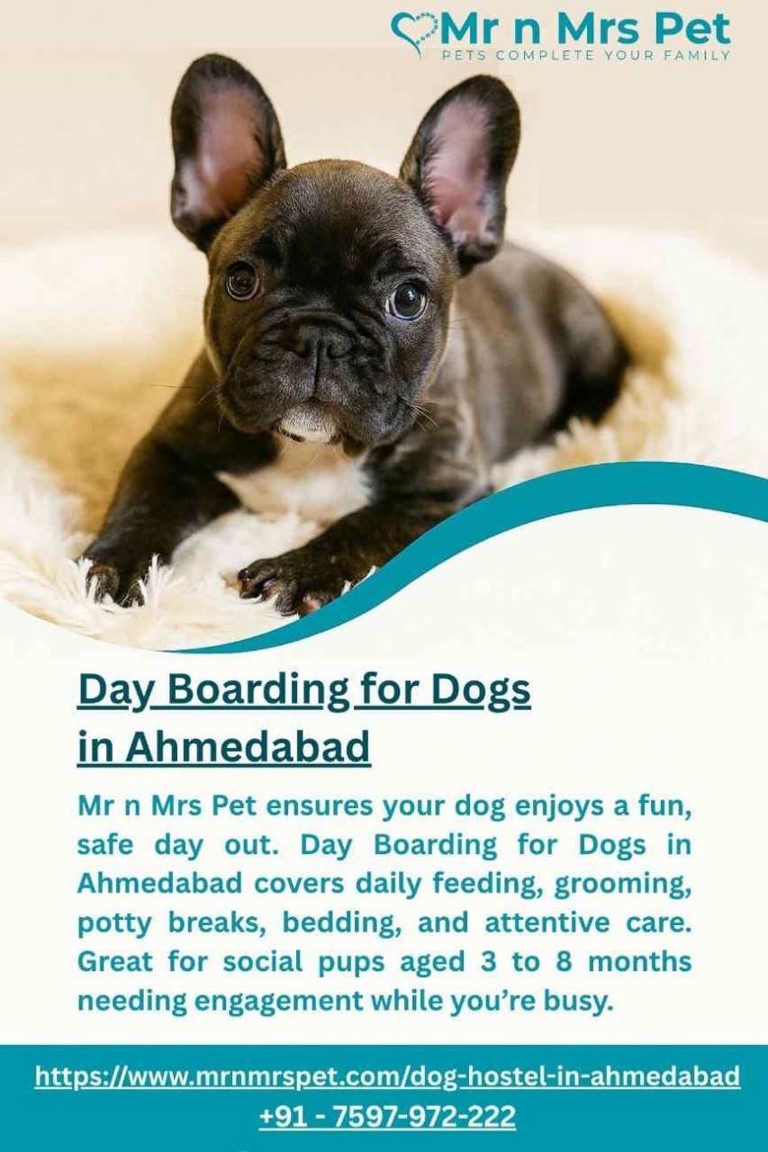Day Boarding for Dogs in Ahmedabad - Ahmedabad