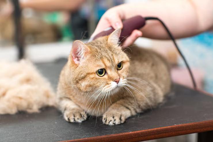 Cat Grooming in Amritsar - Amritsar