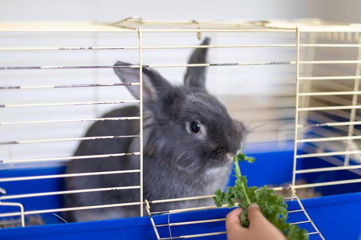 Small Pets Hostel In Surat - Surat