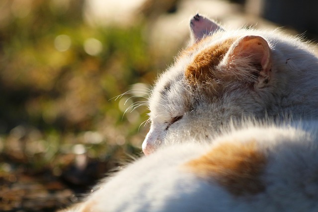 Cat Hostel in Chennai - Chennai