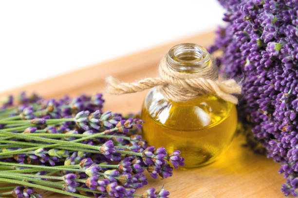 Lavender Oil Manufacturers and Suppliers