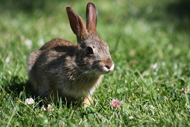 Small Pets Hostel In Jaipur - Jaipur
