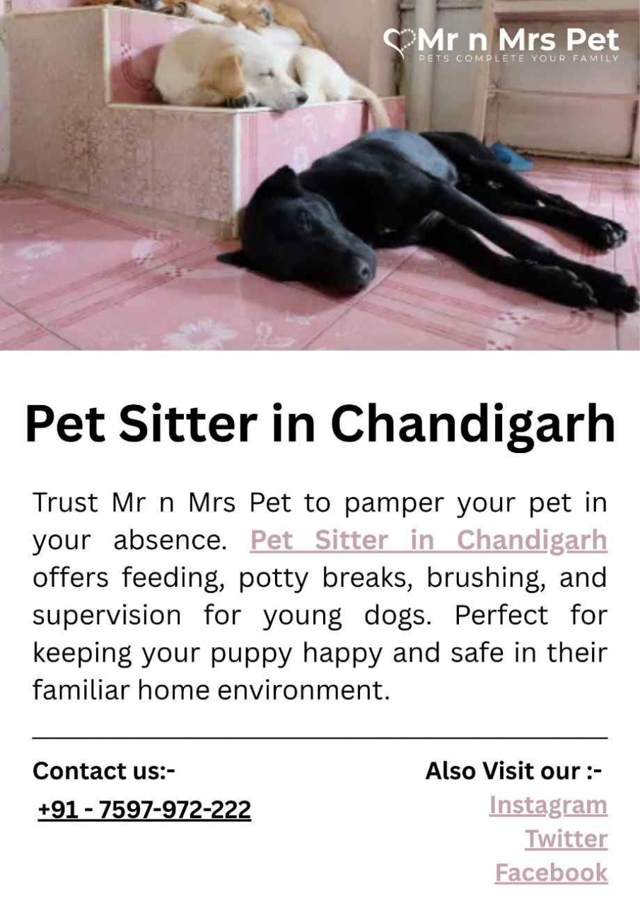 Pet Sitter in Chandigarh - Chandigarh