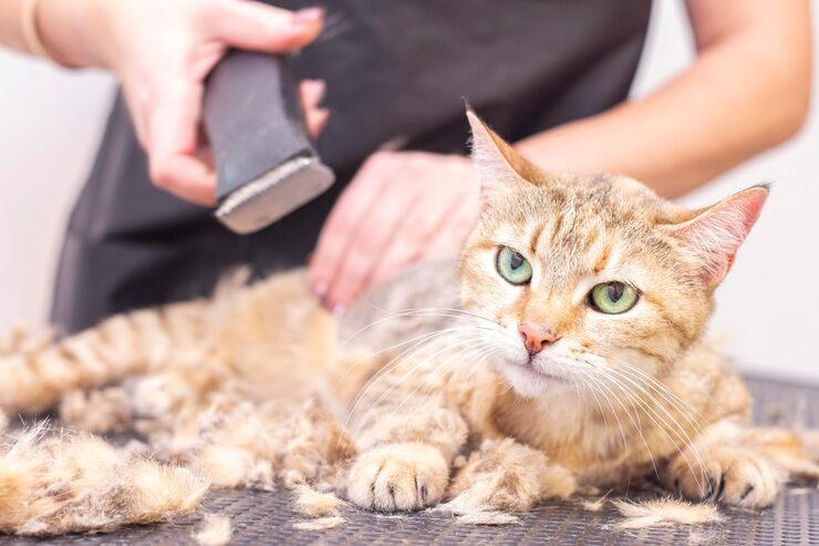 Cat Grooming in Faridabad - Faridabad