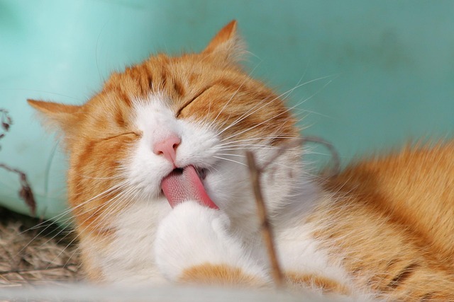 Cat Grooming in Bangalore - Bangalore