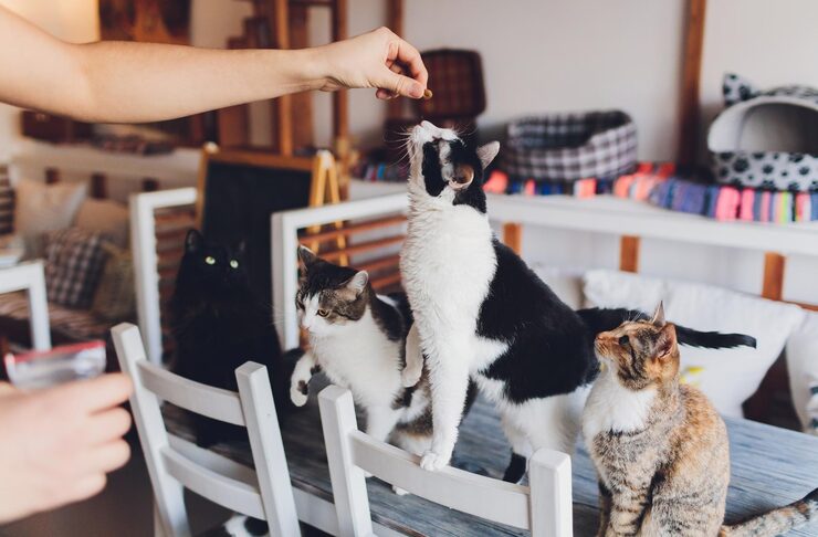 Cat Hostel in Ghaziabad - Ghaziabad