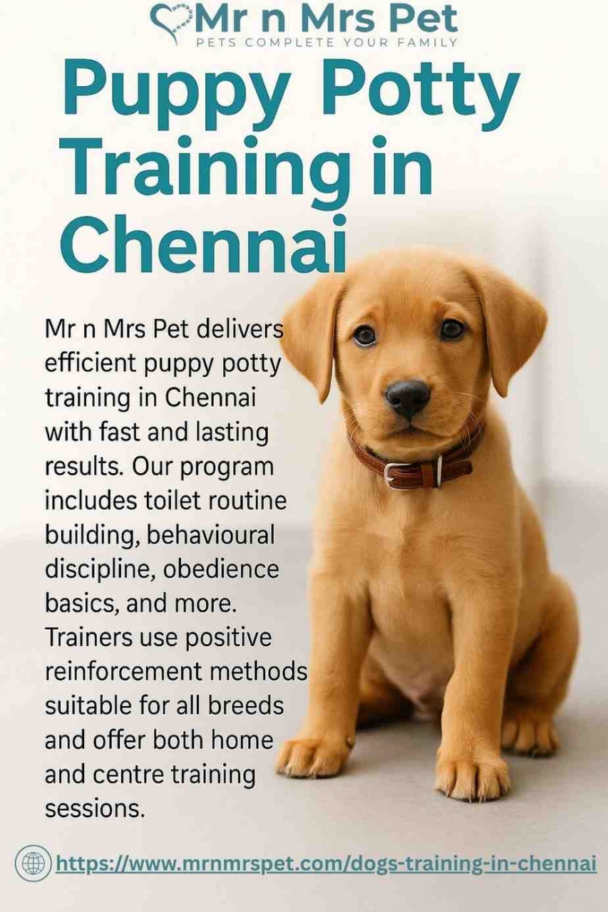 Puppy Potty Training in Chennai - Chennai