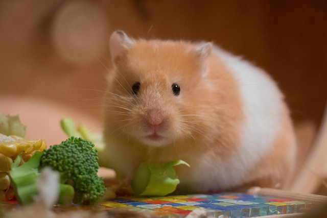 Small Pets Grooming in Pune - Pune