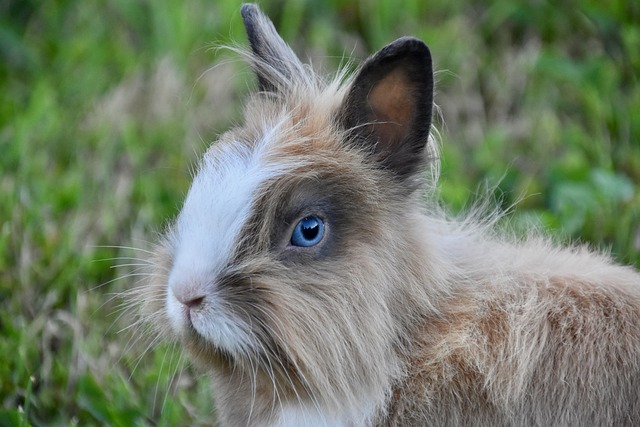 Small Pets Grooming in Ahmedabad - Ahmedabad