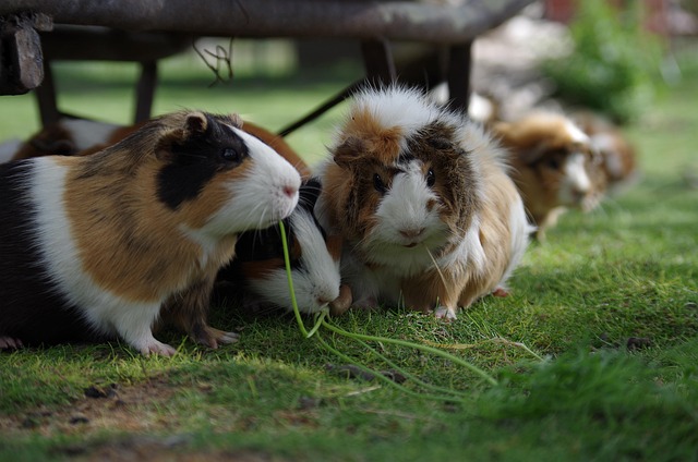 Small Pets Grooming in Jaipur - Jaipur