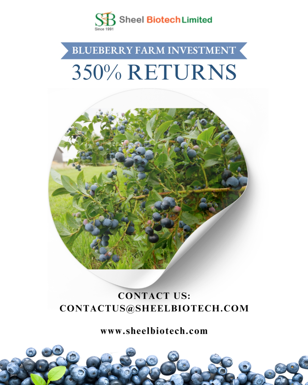 blueberries plants in india - Delhi