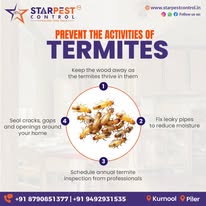 Best Cockroach Killer Treatment in Kurnool || Star Pest Control - Hyderabad