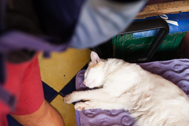 Cat Hostel in Kochi - Kochi