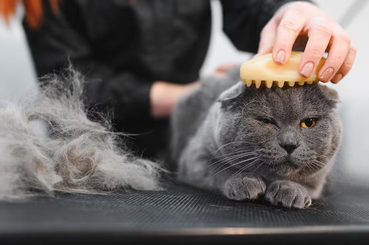 Cat Grooming in Kochi