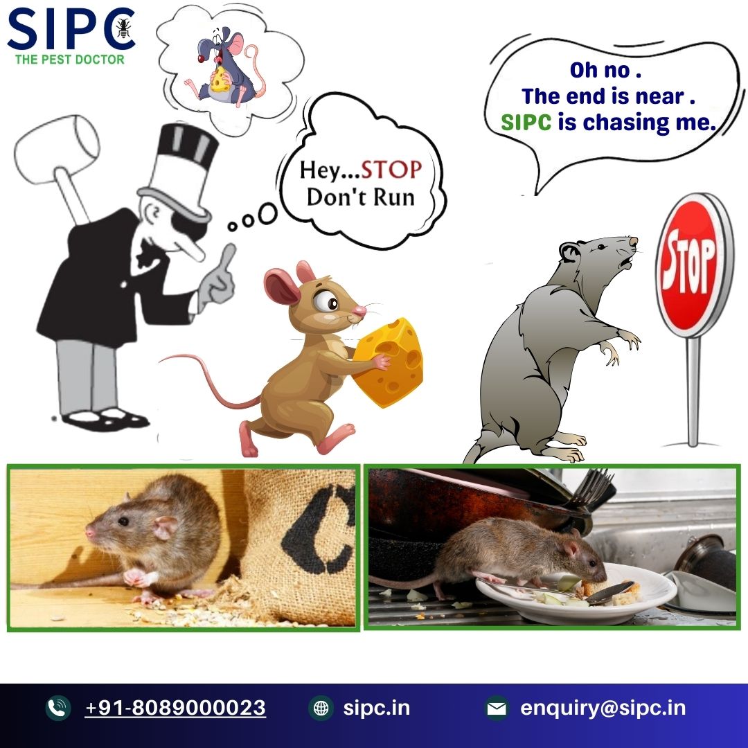 Rodent Control Services in Bangalore | Rat Control | SIPC - Bangalore