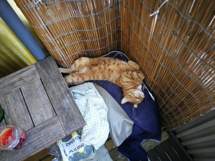 Cat Hostel in Patna - Patna