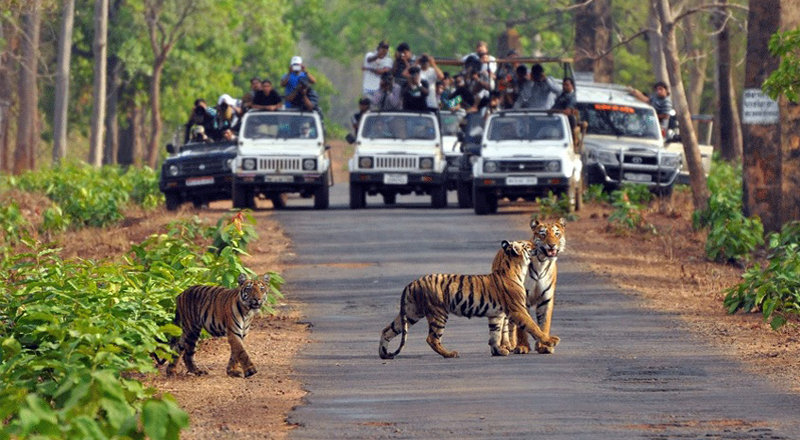 Explore Nature’s Majesty with Corbett Jungle Safari - Dehradun