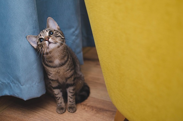 Cat Hostel in Kolkata - Kolkata