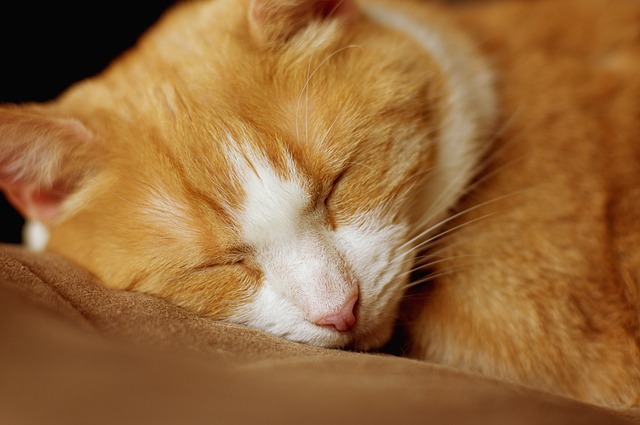Cat Hostel in Bangalore - Bangalore