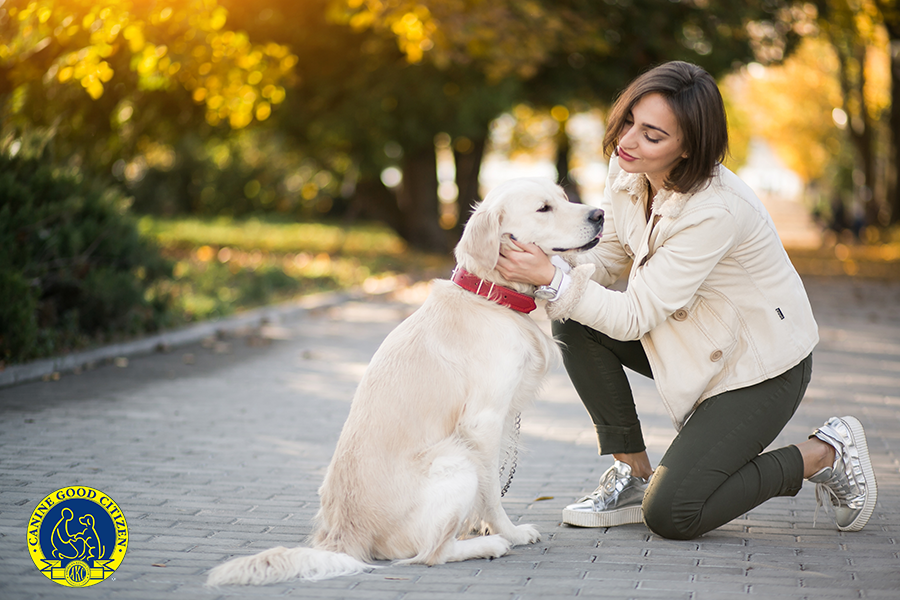Dog Training and Cat Training Services in Mumbai - Mumbai