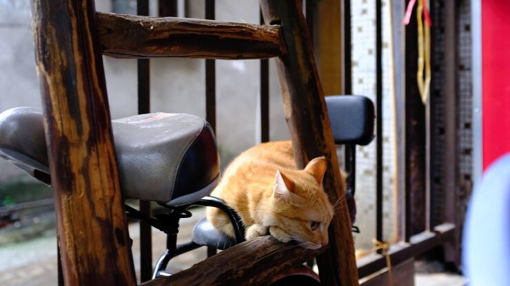 Cat Hostel in Bhubaneshwar - Bhubaneswar