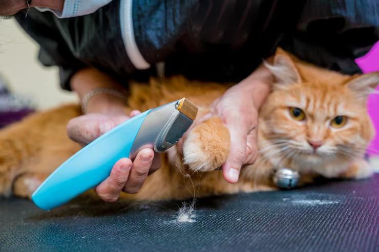 Cat Grooming in Ghaziabad - Ghaziabad