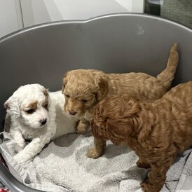 cavapoo puppies for sale - Bangalore
