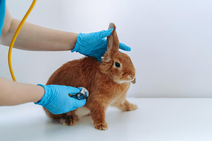 Small Pets Grooming in Ghaziabad - Ghaziabad
