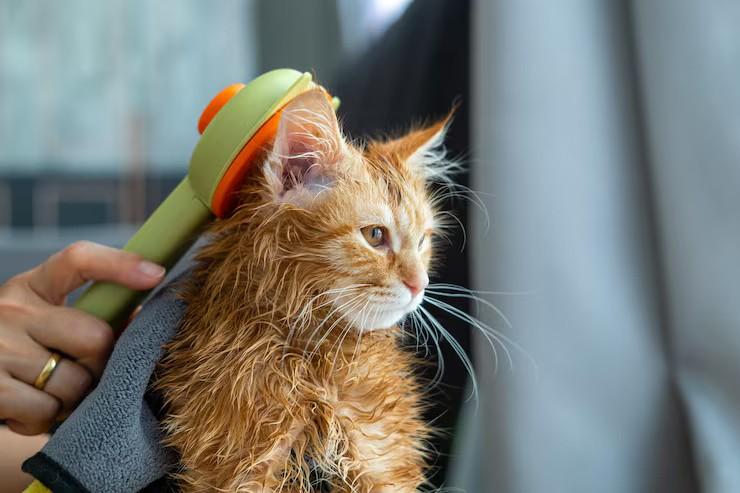 Cat Grooming in Surat - Surat