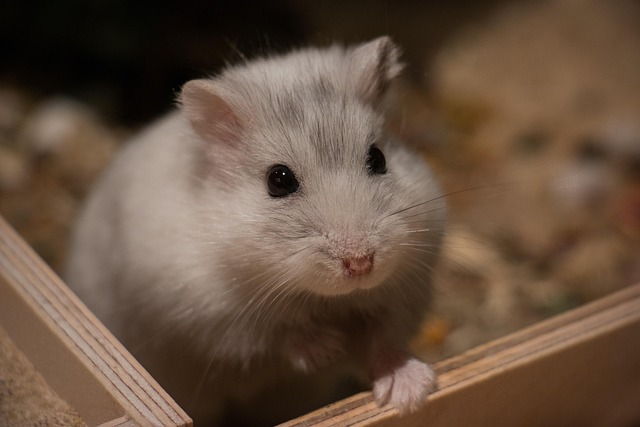 Small Pets Grooming in Mumbai - Mumbai